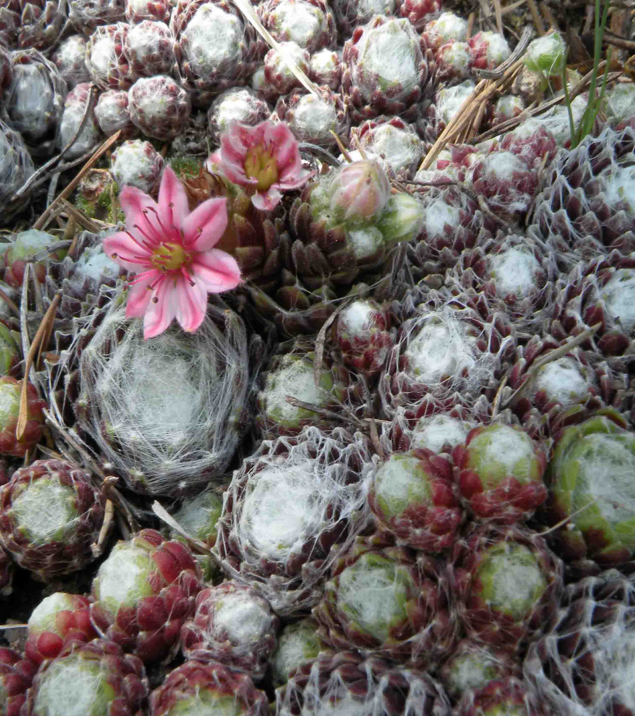 Sempervivum arachnoideum / Semprevivo ragnateloso